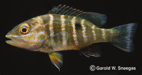 lutjanus fish|Lutjanidae, the snappers in The Larval Reef Fish .